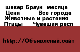 шевер Браун 2месяца › Цена ­ 200 - Все города Животные и растения » Птицы   . Чувашия респ.